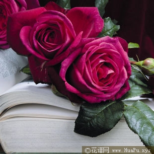 Johann Wolfgang von Goethe Rose 歌德玫瑰