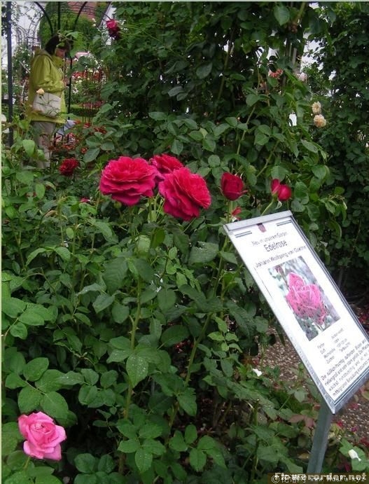 Johann Wolfgang von Goethe Rose 歌德玫瑰