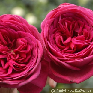 Johann Wolfgang von Goethe Rose 歌德玫瑰