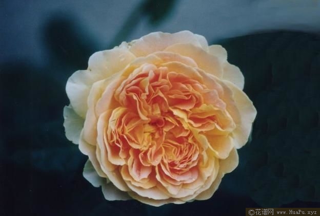 Molineux莫林纽克斯 