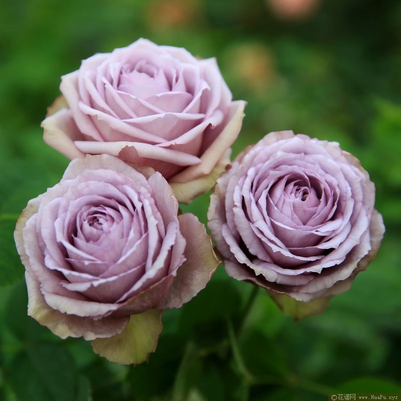 Lilac Classic丁香经典