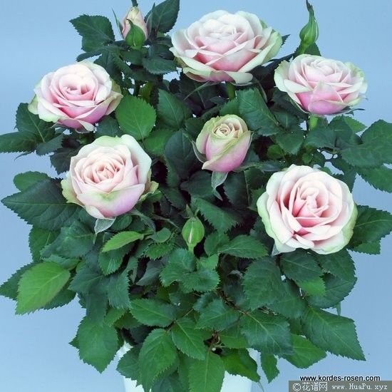 Magnolia Kordana 木兰柯德娜