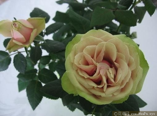Magnolia Kordana 木兰柯德娜