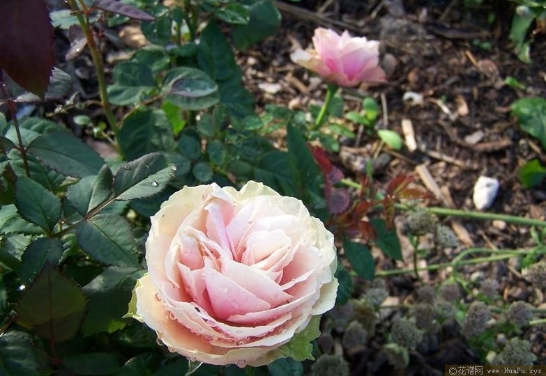 Magnolia Kordana 木兰柯德娜