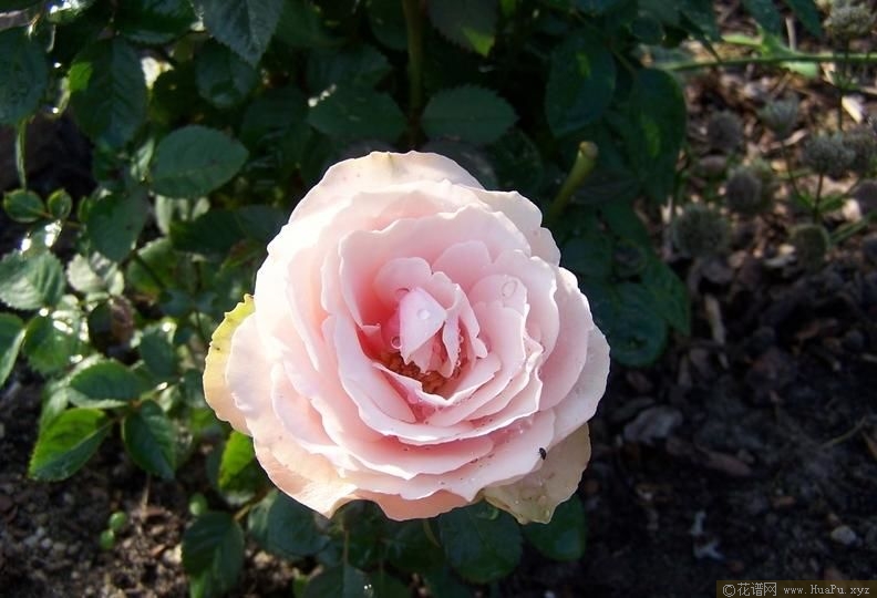 Magnolia Kordana 木兰柯德娜