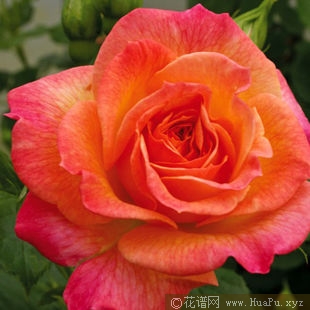 Gartenspass御花园