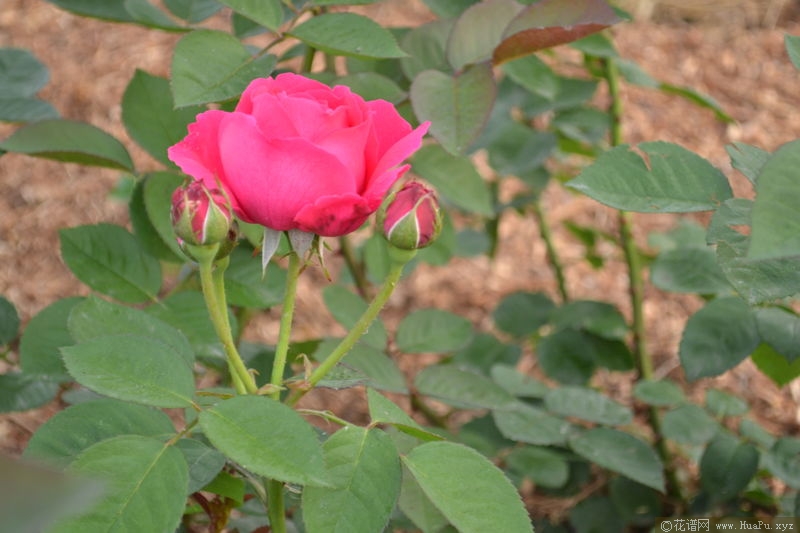 Hugh Dickson休·迪克森 