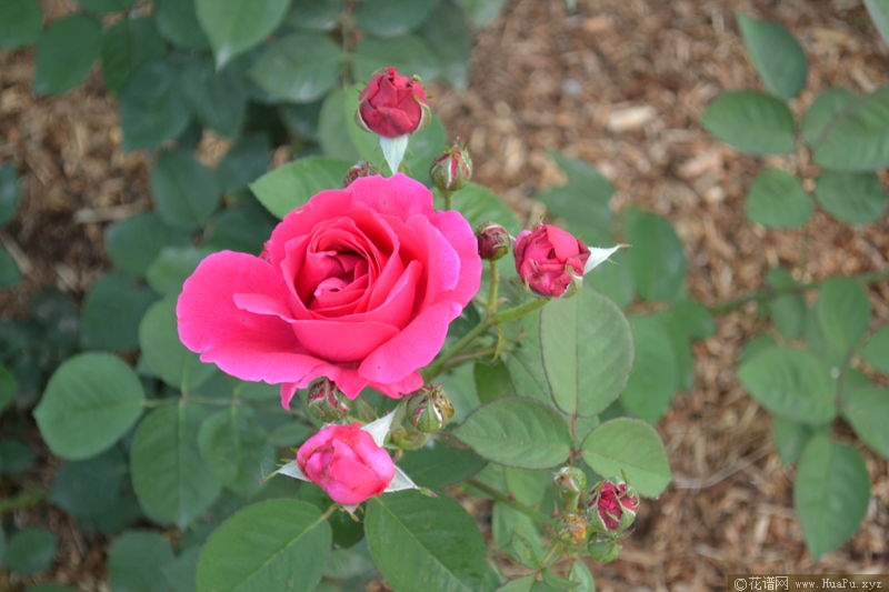 Hugh Dickson休·迪克森 