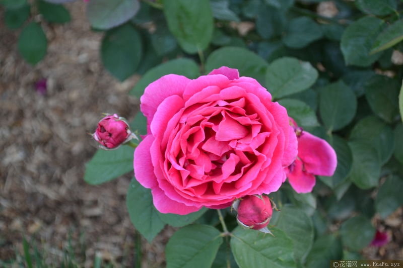 Hugh Dickson休·迪克森 