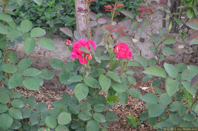 Hugh Dickson休·迪克森 