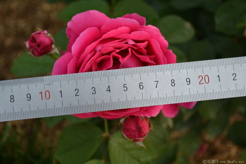 Hugh Dickson休·迪克森 