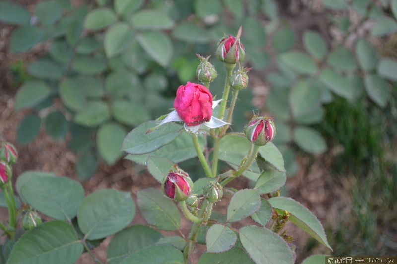 Hugh Dickson休·迪克森 