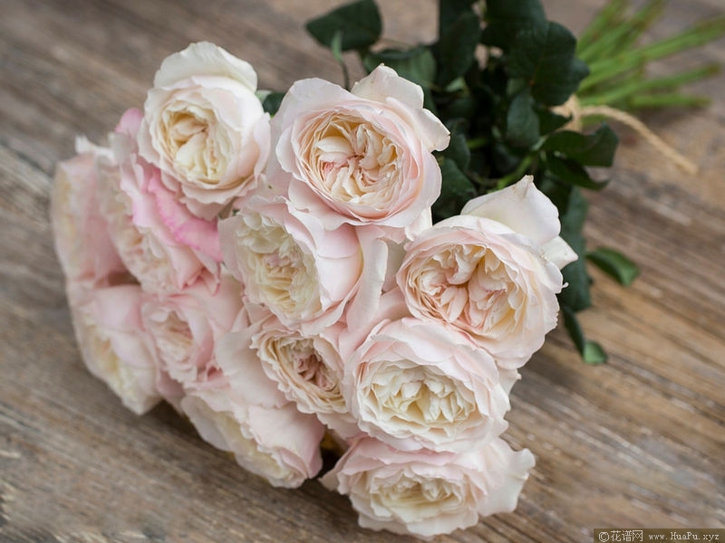 keira凯拉 月季的优缺点与资料品种介绍 – 花谱网