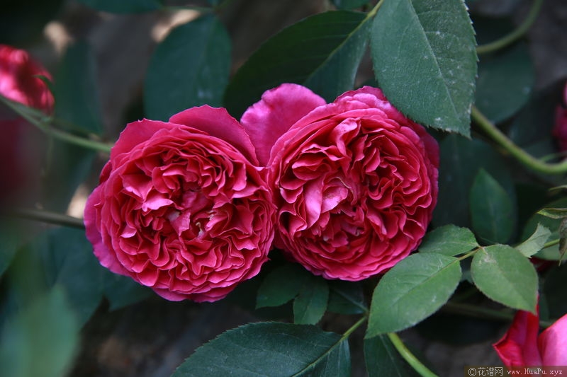 Jardin Parfume芳香花园 