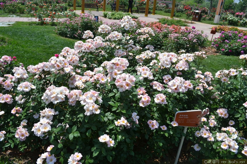 Flower Girl卖花姑娘