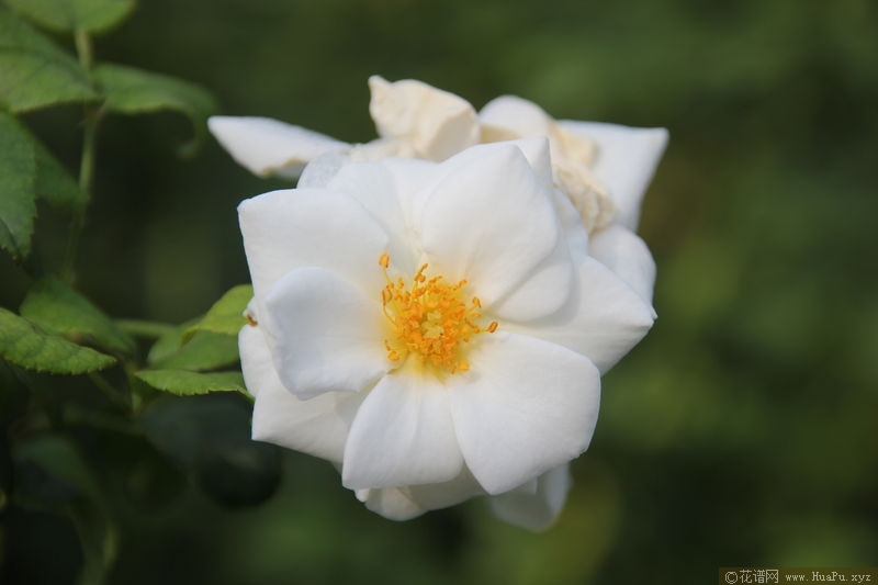 Ivory Compact Meidiland象牙梅地兰 