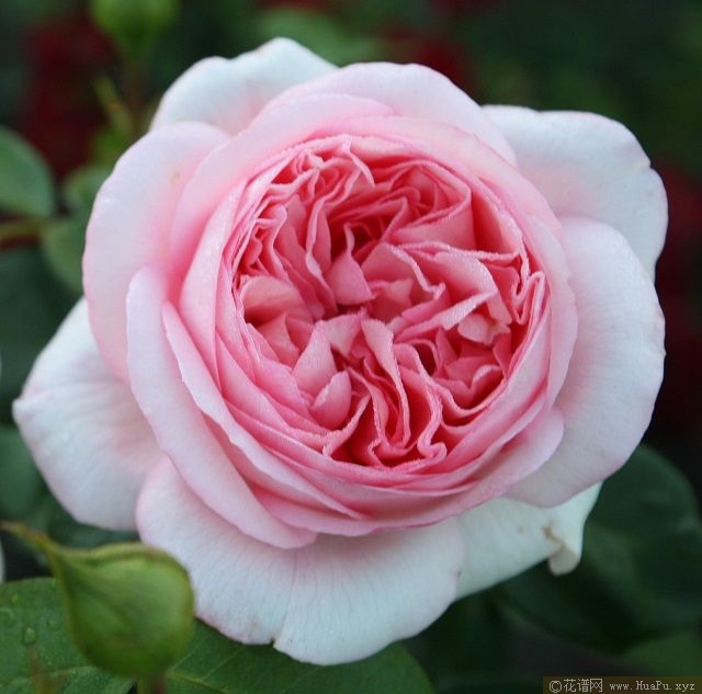 Bobino/Pink Martini巴迪欧 