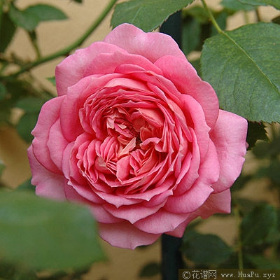 Jubilee Celebration银禧庆典
