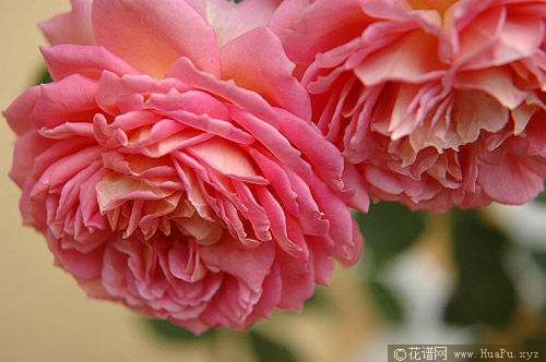 Jubilee Celebration银禧庆典