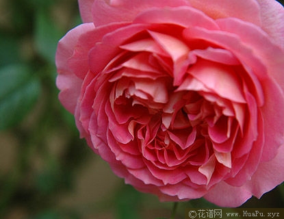 Jubilee Celebration银禧庆典