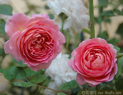 Jubilee Celebration银禧庆典