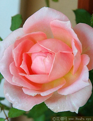 Jubilee Celebration银禧庆典