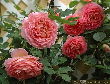 Jubilee Celebration银禧庆典