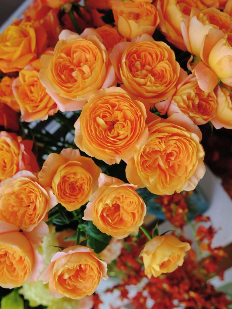 Rosa Terrazza Juicy果汁阳台