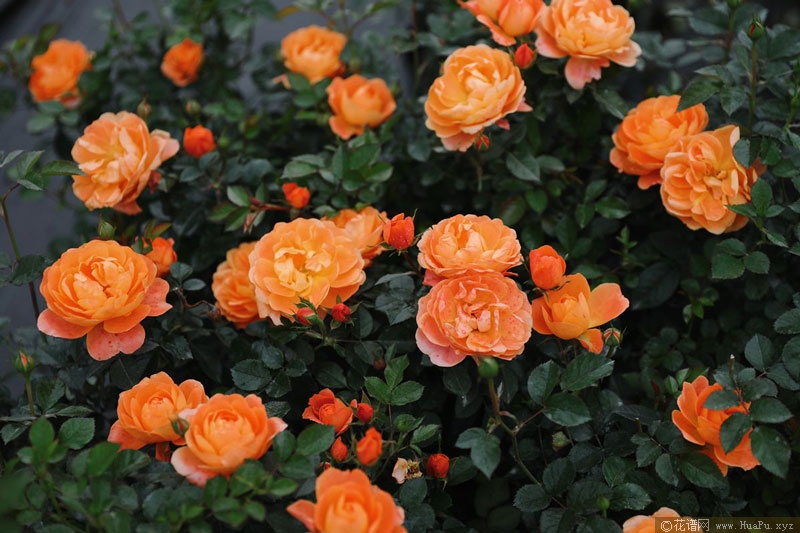Rosa Terrazza Juicy果汁阳台