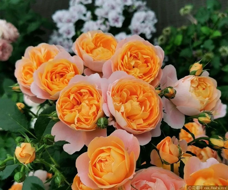 Rosa Terrazza Juicy果汁阳台