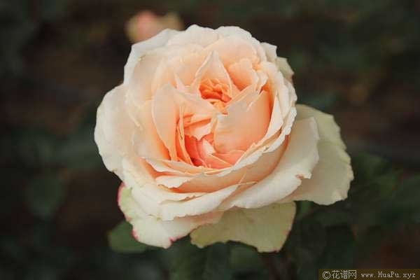 Ri Guang Shi日光石
