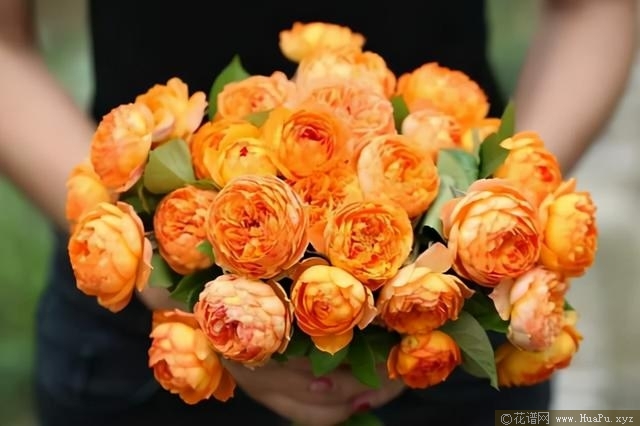 Honey Caramel 蜂蜜焦糖