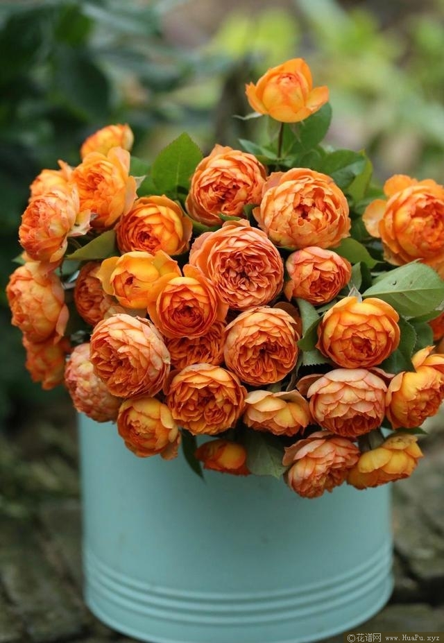 Honey Caramel 蜂蜜焦糖