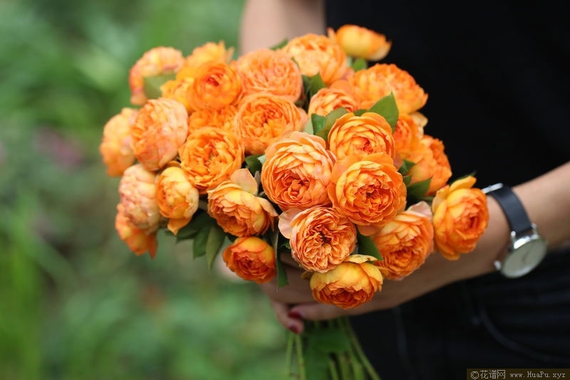 Honey Caramel 蜂蜜焦糖