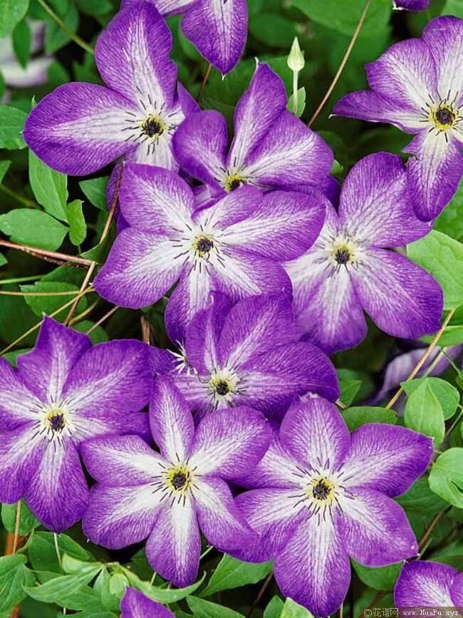 铁线莲 维尼莎(Venosa Violacea)