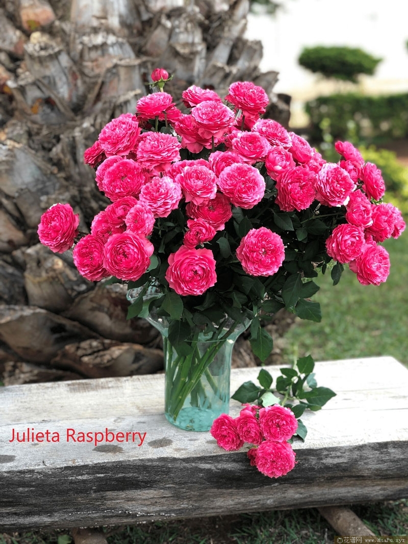 Julieta Raspberry 朱丽叶塔(Julieta)月季资料及其变种介绍 – 花圃网