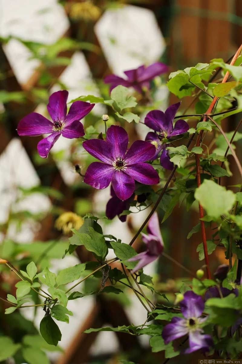 铁线莲 维尼莎（Venosa Violacea）