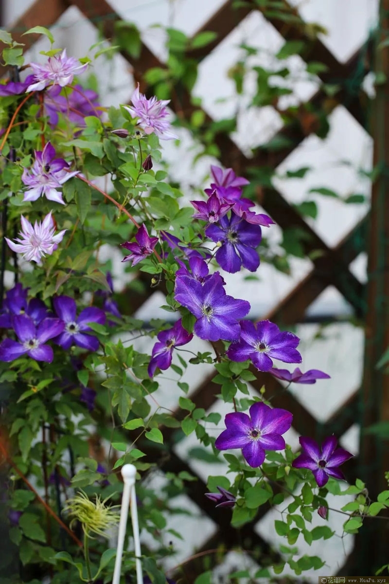 铁线莲 维尼莎（Venosa Violacea）