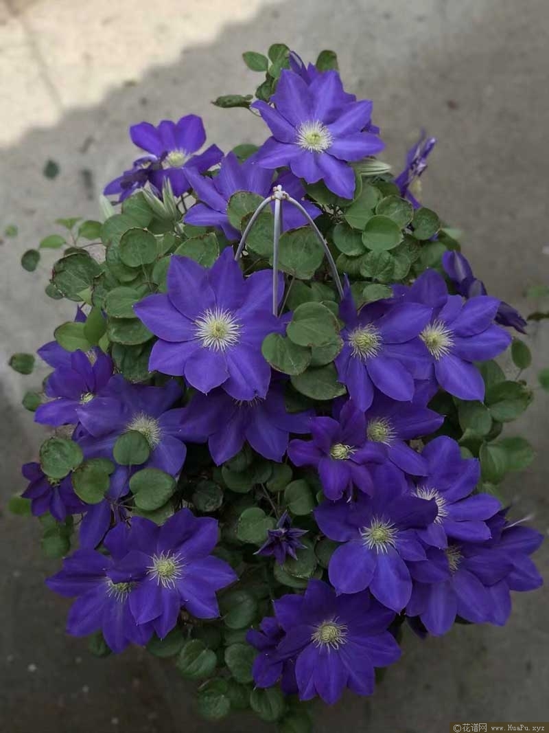 铁线莲 戴安娜的喜悦(Diana's delight 'Evipo026')