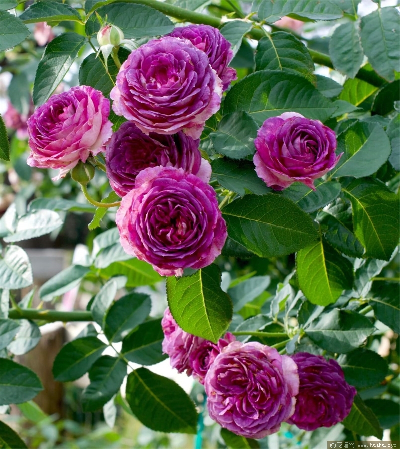 薰衣草迷恋(lavender crush)月季