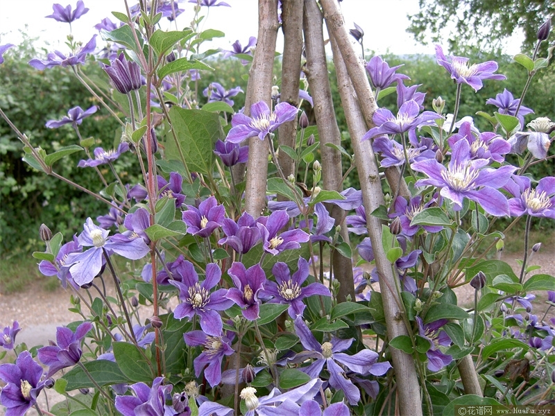 阿拉贝拉 (Arabella)铁线莲