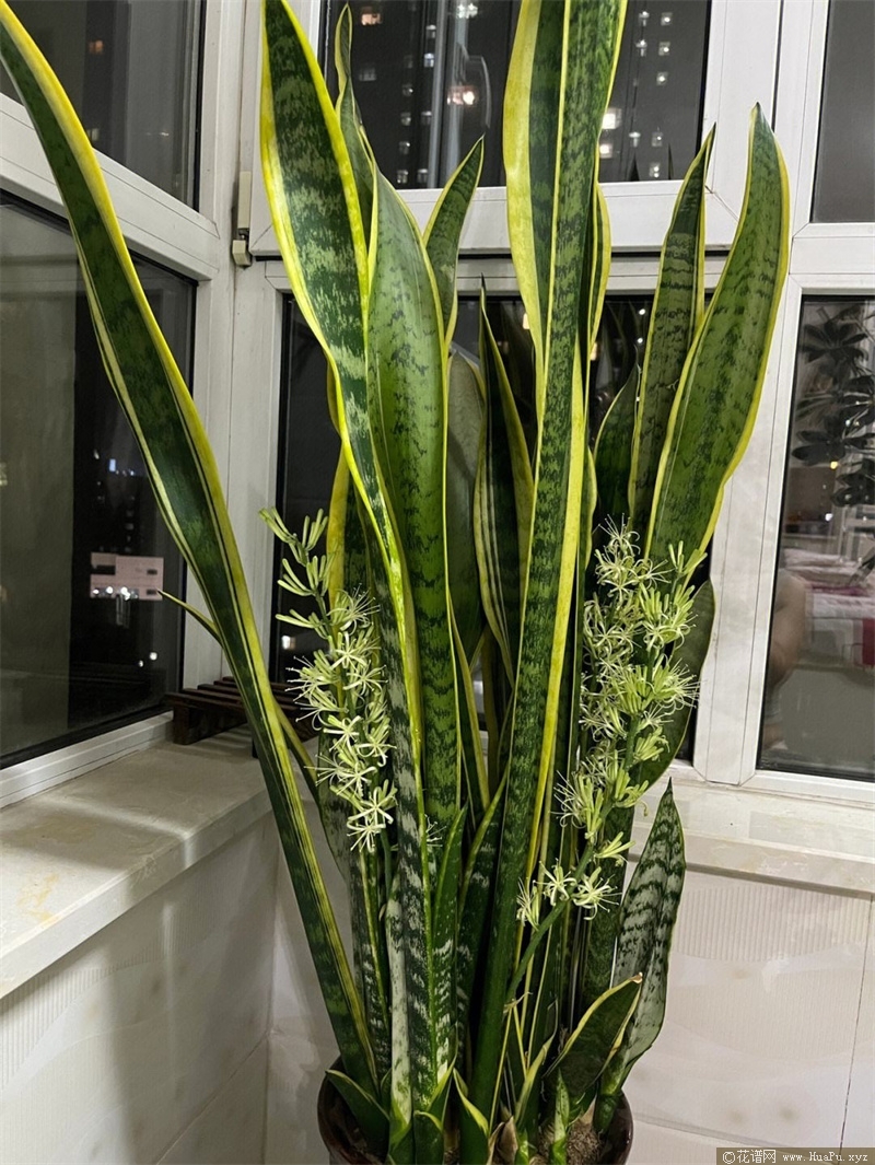 虎皮兰的养殖方法和注意事项