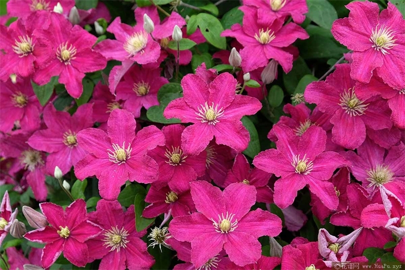 铁线莲芭芭拉 (Barbara)