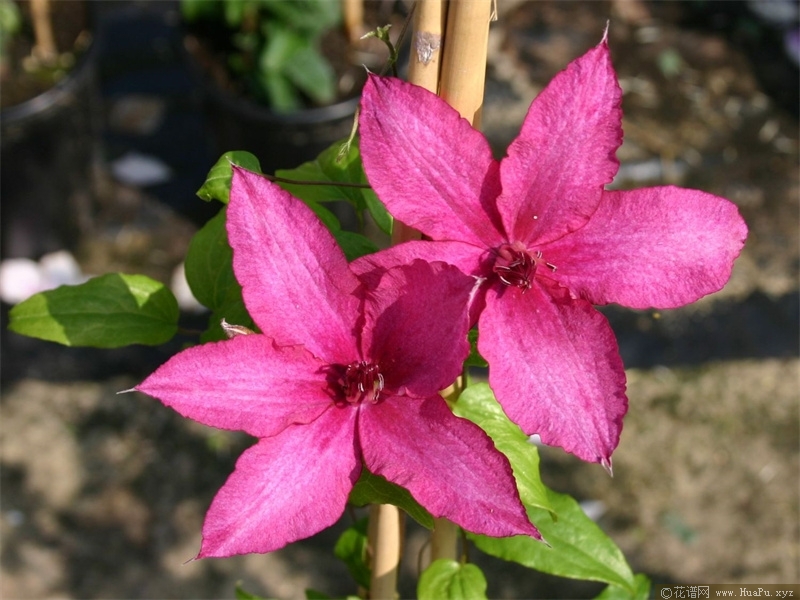 铁线莲芭芭拉 (Barbara)