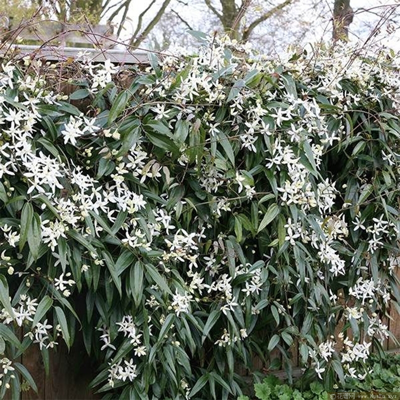 铁线莲雪舞 (Snowdrift)