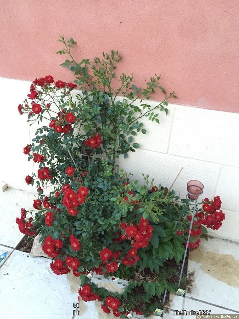 丝绒花毯