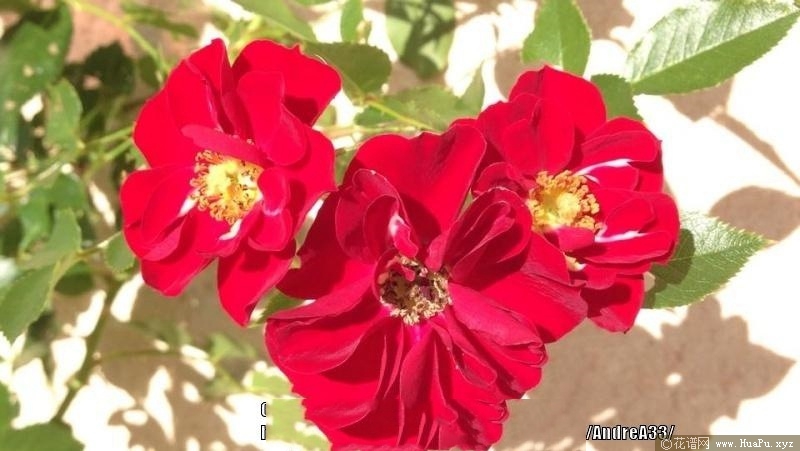 丝绒花毯