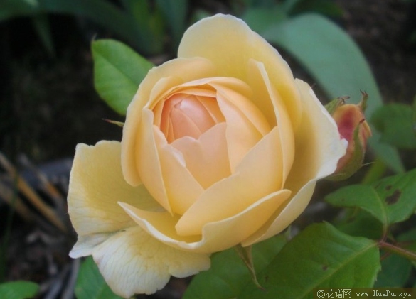 乔伊斯巴登