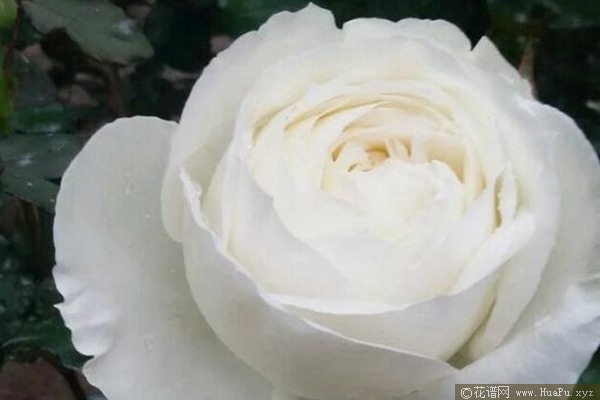 伊芙.婚礼之路