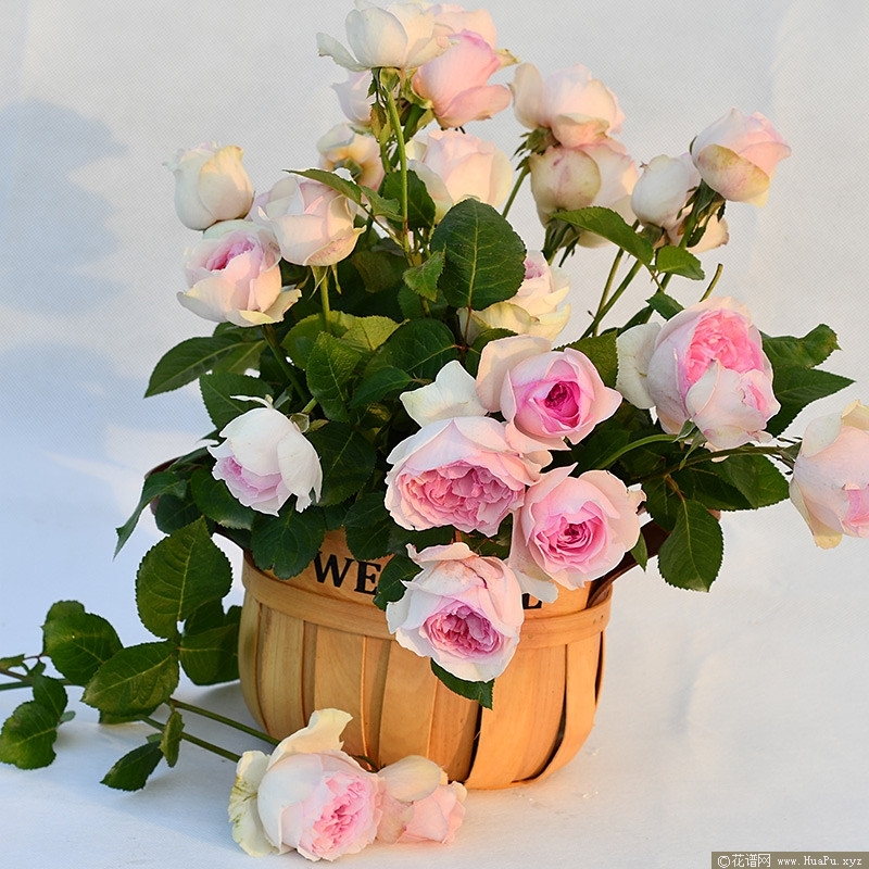 伊芙乙女心